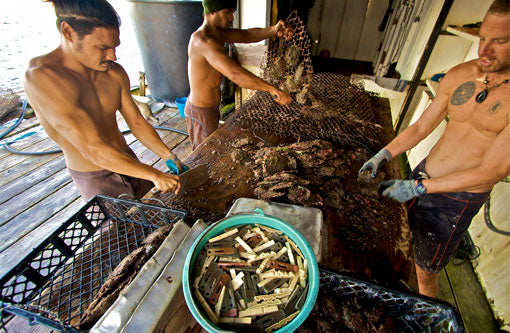 Three men cleaning pearl oysters and sorting them.