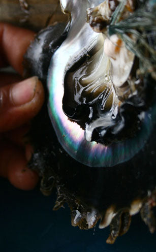 Inside of a black lip pearl oyster