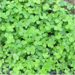 Medium Red Clover