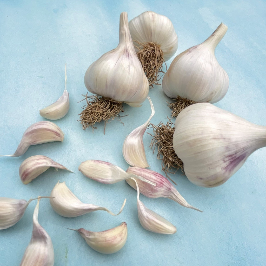 Early Red Italian Gourmet Garlic Bulbs Organically Grown/ Plant Seed PRE-ORDER