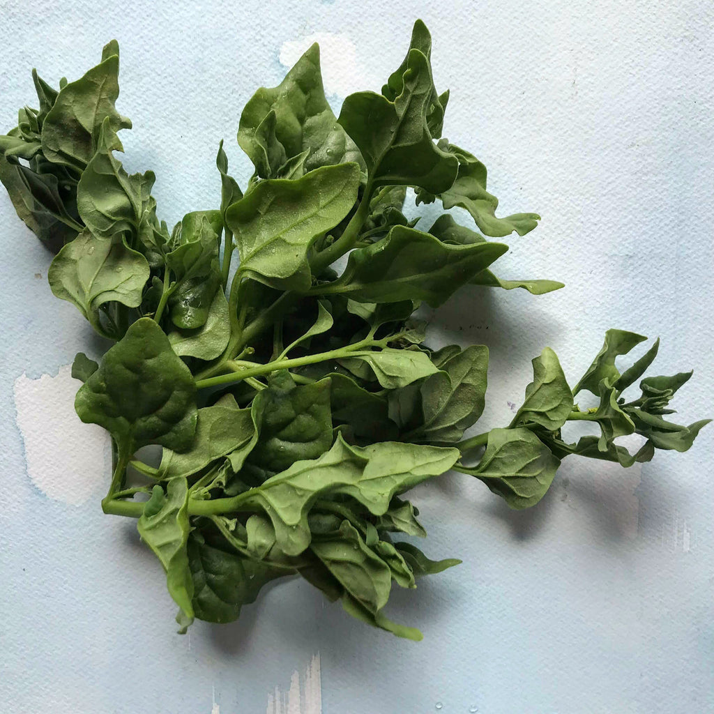New Zealand Spinach Seeds   Fresh Seed   FREE Shipping Spinach Seed 