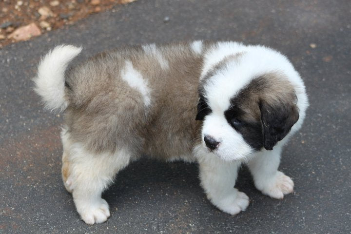 puppy st bernard