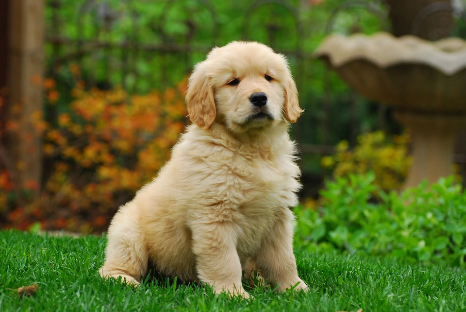 golden retriever puppy adoption near me