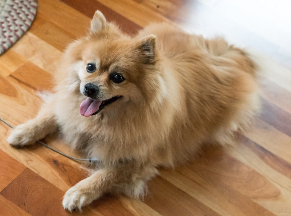 pomeranian puppies for adoption