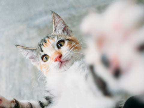 Kitty Starter Kit