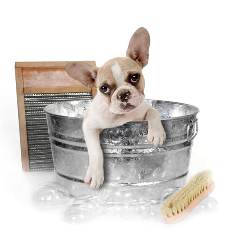 How Often Should You Bathe Your Dog - Dog Bathing Tips