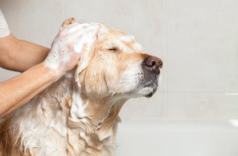 How Often Should You Wash Your Dog - King Komb