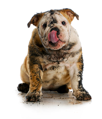 How To Wash Your Dog - Keeping Your Dog Clean