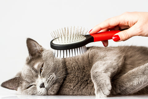 What You Need To Know About Cat Grooming
