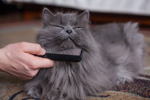 Why Do Cats Need Grooming