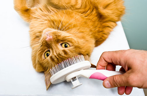 Best Cat Brush - Cat Grooming Tools
