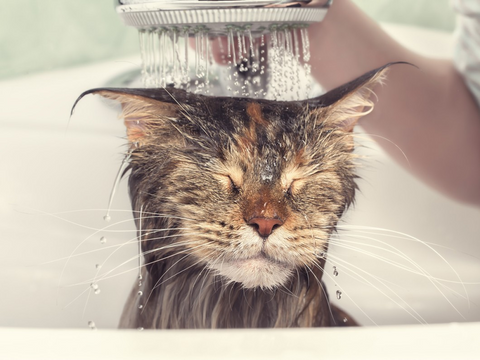 Long Haired Cat Grooming Tips