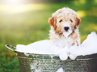 How To Give A Dog A Bath - Grooming Tips