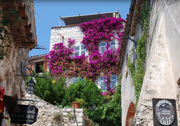 vertical garden green wall france