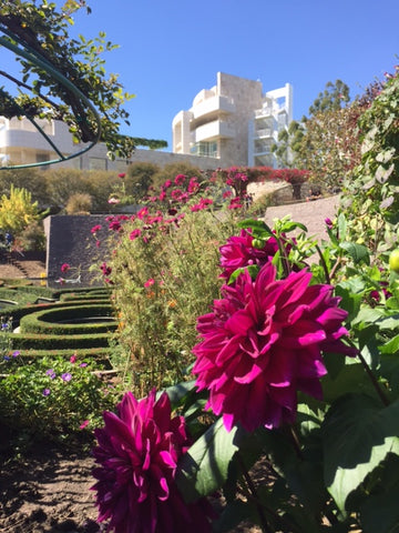 gorgeous garden getty center dahlia