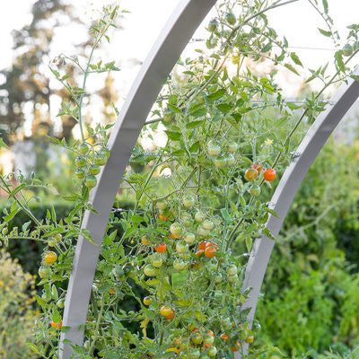 sunset magazine tomato organic garden 