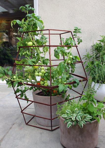 Modern tomato cage organic garden