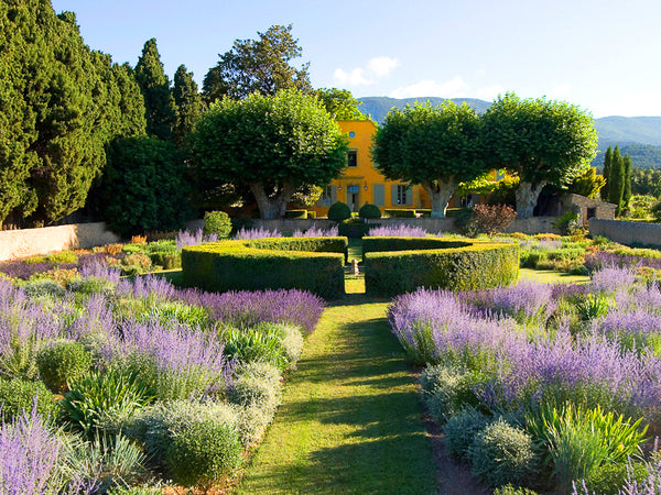 French parterre garden lavender