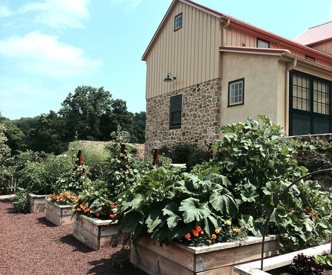 Kitchen edible garden