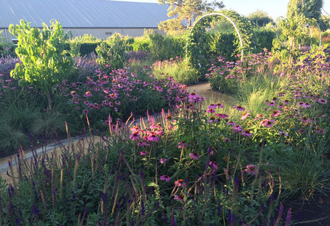 Sunset magazine test gardens sonoma purple flowers lavender