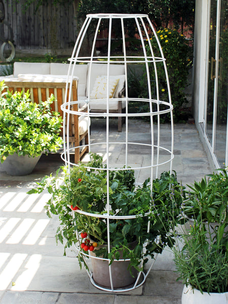 modern container garden tomato cage trellis