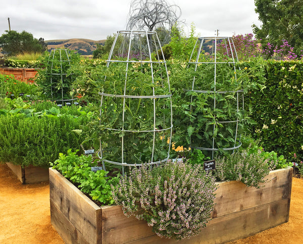 modern tomato cage sunset magazine edible organic garden