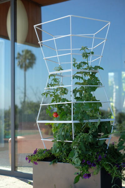 garden art modern tomato cage.