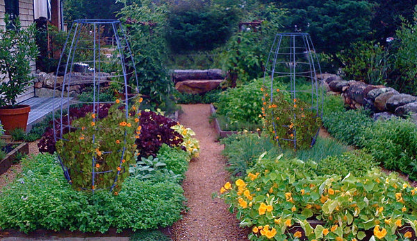 herb edible garden trellis