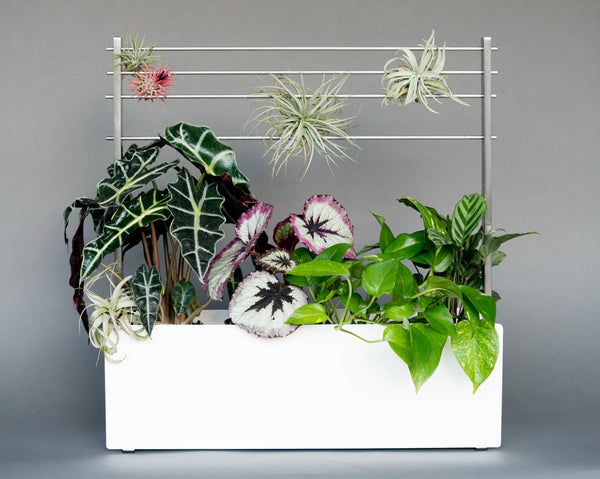modern window box airplant stand