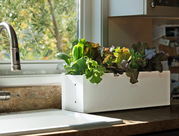 modern window box planter edible garden