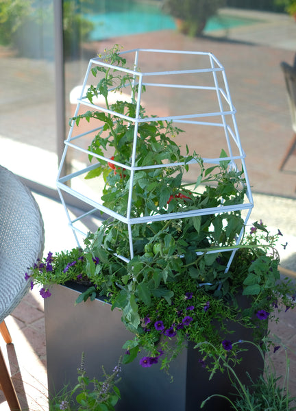 modern tomato cage container garden