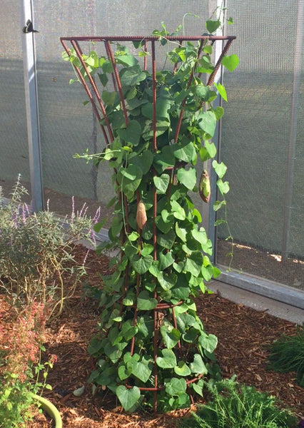 terra trellis butterfly pavillion lazio modern trellis dutchman's pipe