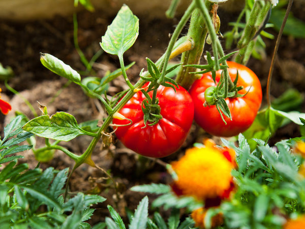 organic tomato garden