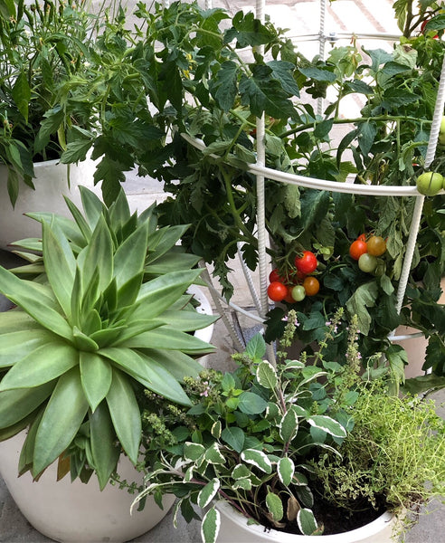 succulent edible veggie garden