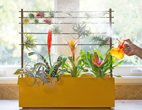 modern window box planter airplants bromeliads