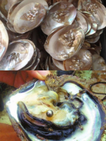 Tahitian pearl oyster VS freshwater pearl mussel