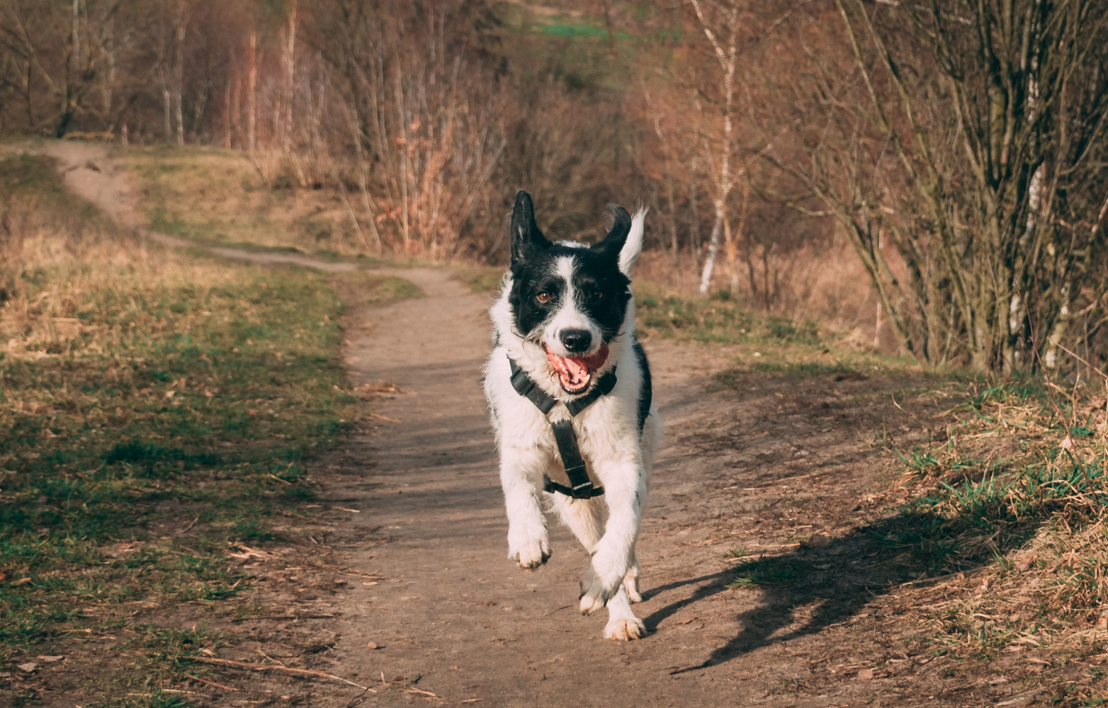 How Much Exercise Does A Dog Need Every Day Pethonesty