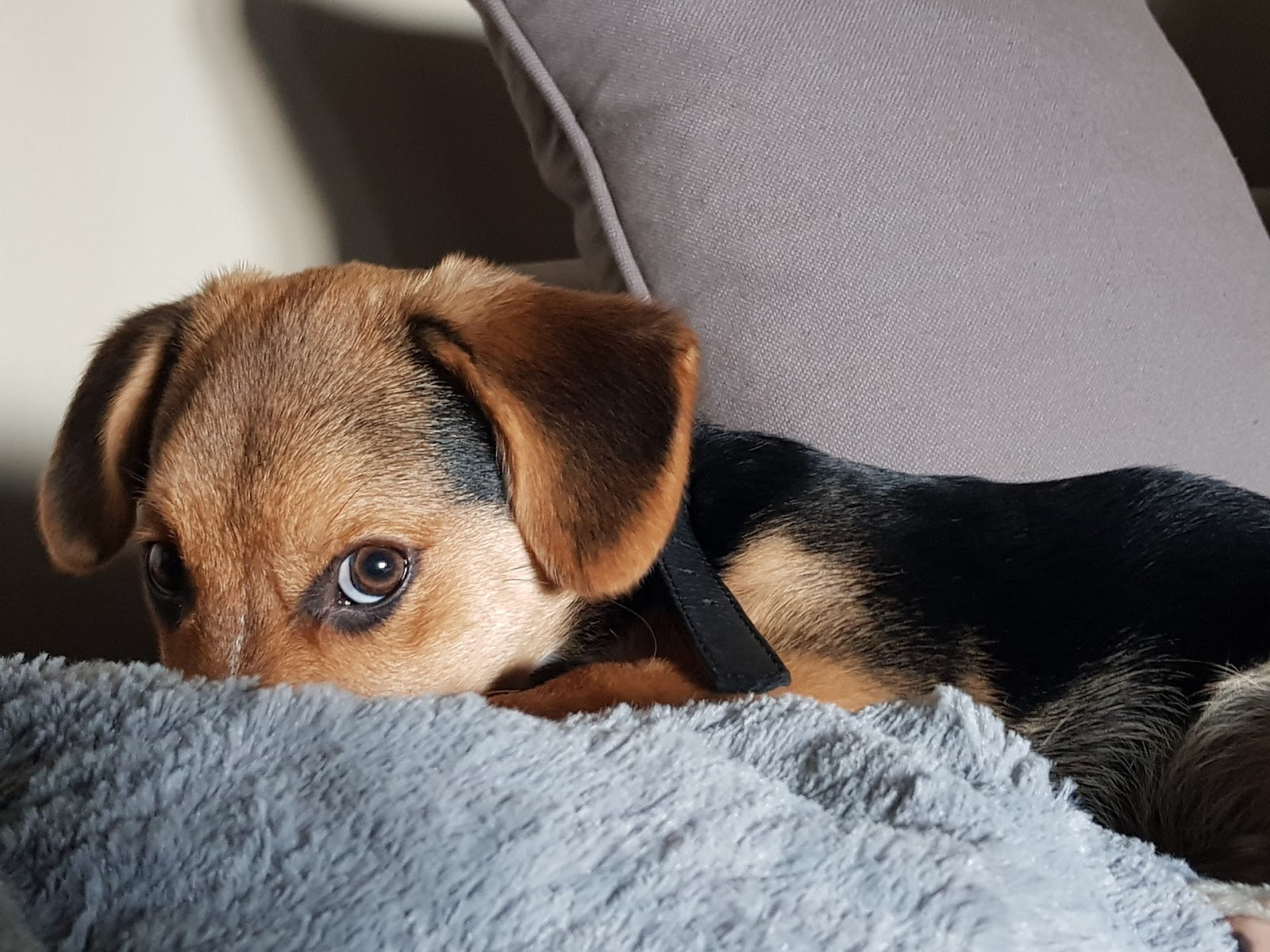 dog throwing up undigested food hours after eating