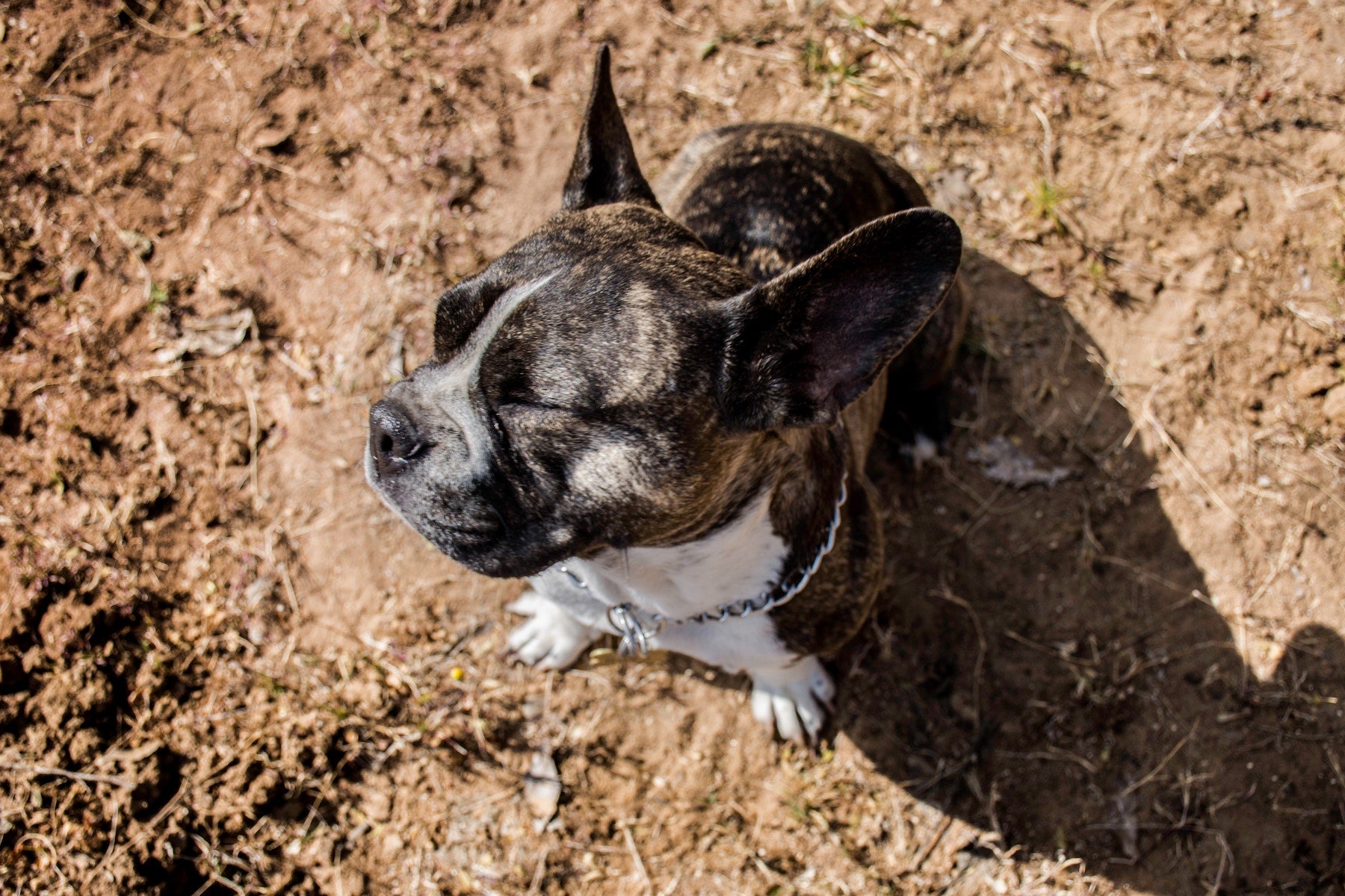 Why is my dog eating dirt all of a sudden