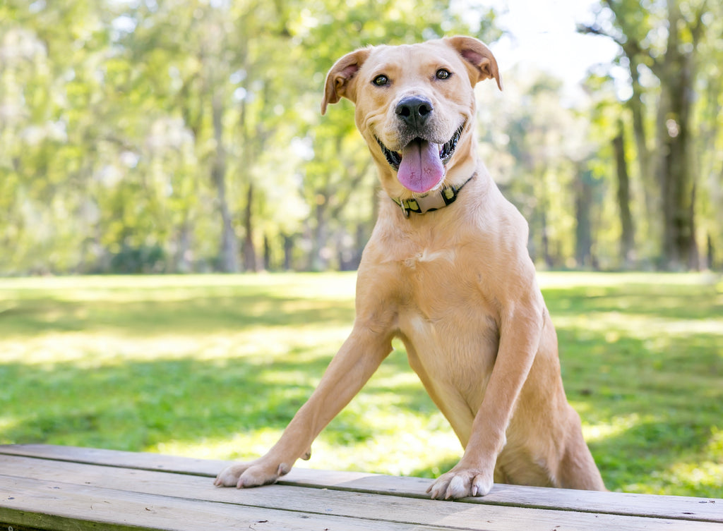 Dog ringworm: a large dog stands with his front legs up on a picnic table