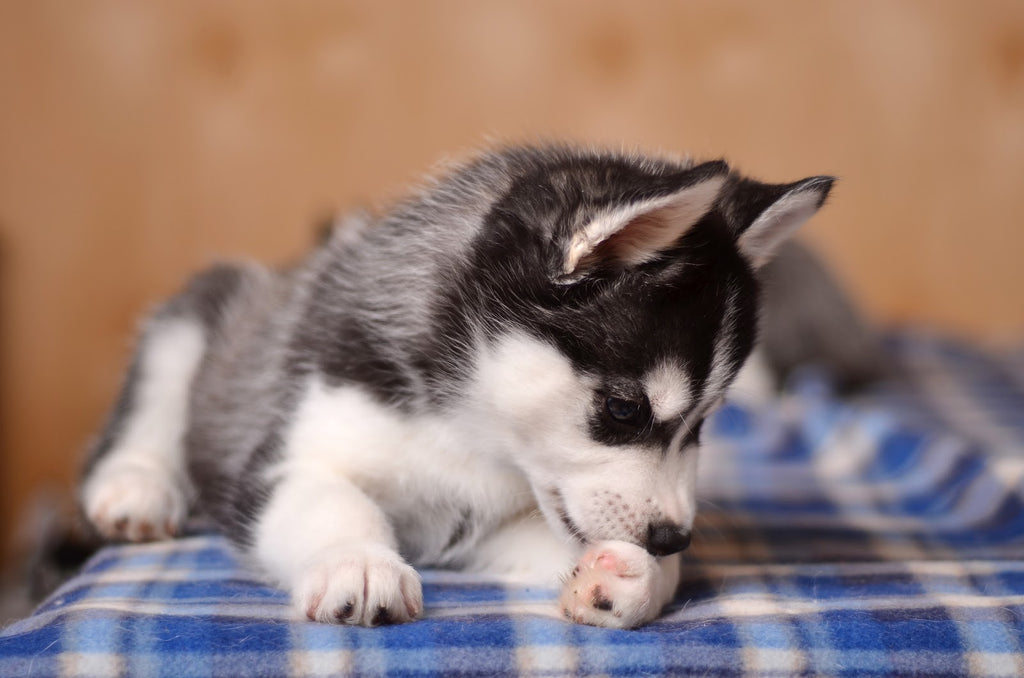 Cute mini husky with dog hot spot