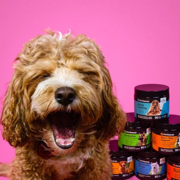 dog with pethonesty supplements