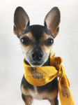 Lorenzo Llama Yellow onhealthcoachdana Scarf - Bust of Cute Chihuahua Wearing onhealthcoachdana Scarf as Neckerchief. Dog Bandana. Dog Scarf.