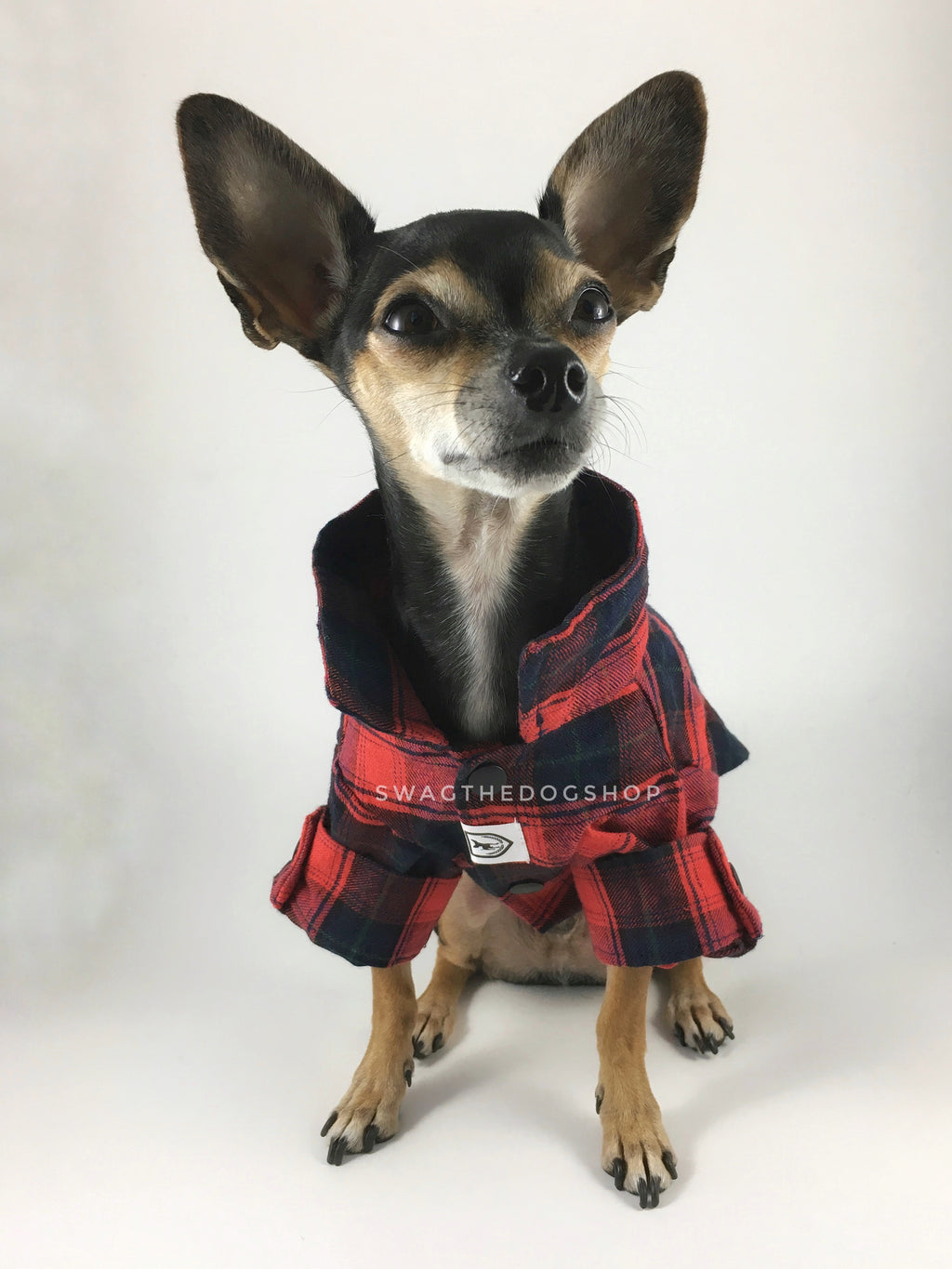 True North Red Plaid Shirt - Full Front View of Cute Chihuahua Dog Wearing Shirt with Sleeves Rolled Up. Red Plaid Shirt