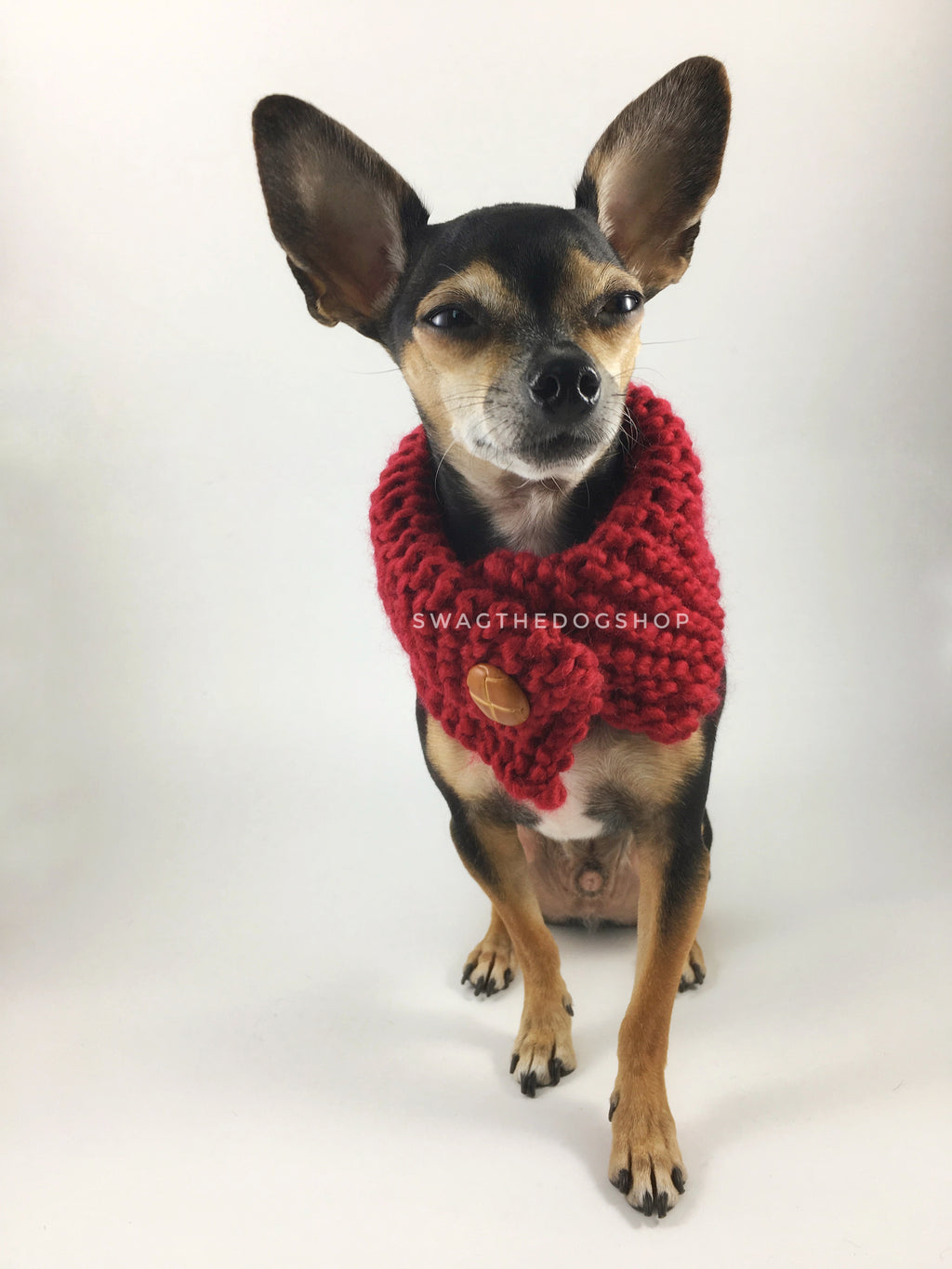 Maroon 7 onhealthcoachsnood - Full Front View of Cute Chihuahua Dog Wearing Maroon Color Dog Snood with Accent Button