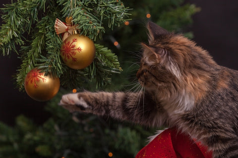cat-christmas-tree