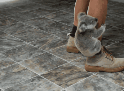 Gif of A Koala Clinging Onto A Man