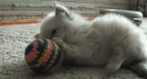 Gif of cat playing with yarn