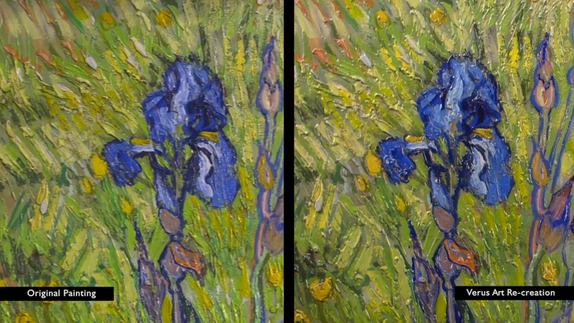 Comparison of Van Gogh Iris to Arius Textured Reproduction