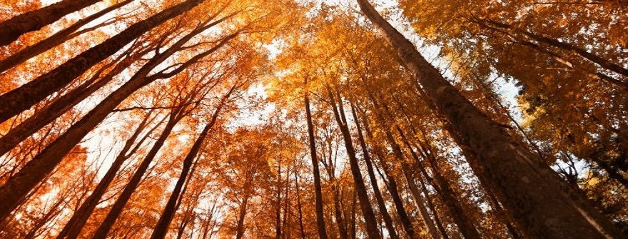 Tonewood Maple Trees